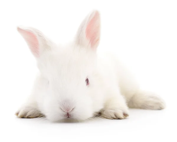 Lapin blanc lapin . — Photo