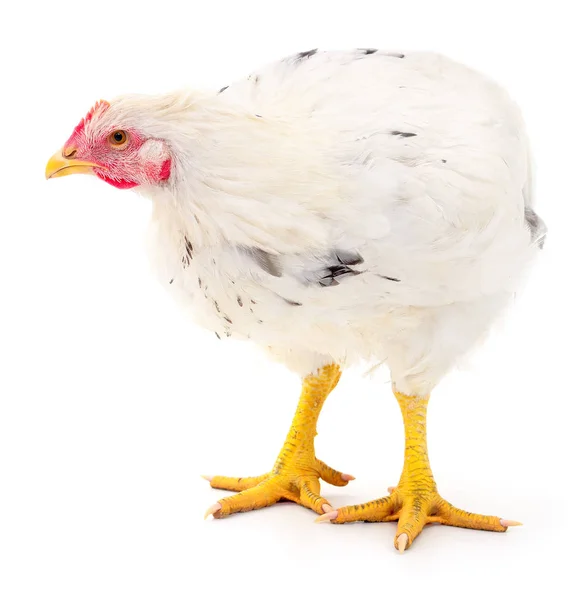 White hen isolated. — Stock Photo, Image