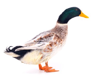 Duck on white.