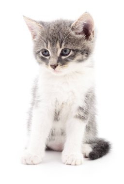 Beyaz zemin üzerinde kedi yavrusu.