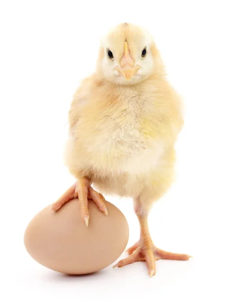 Pollo e uova . — Foto Stock