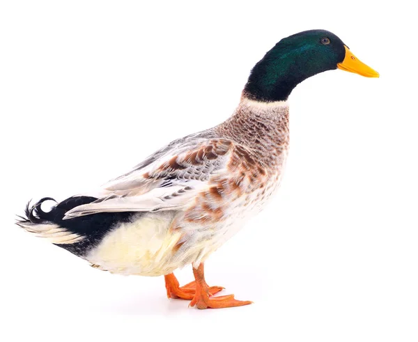 Canard sur blanc . — Photo