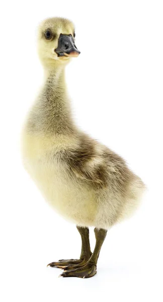 Petit gosling isolé . — Photo