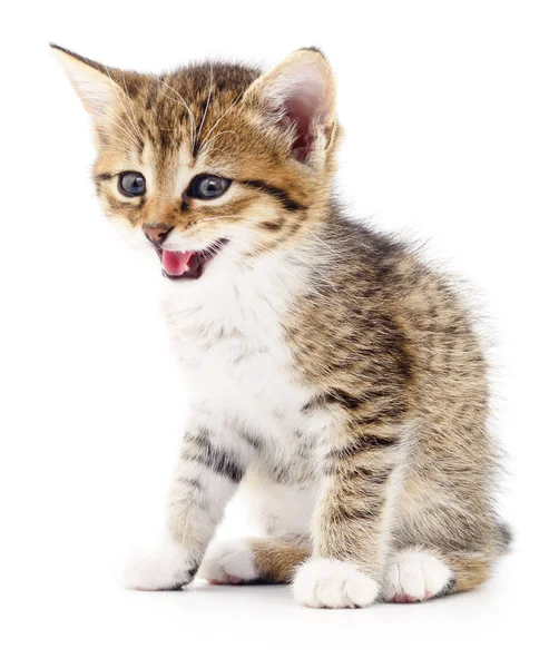 Gatito sobre fondo blanco. — Foto de Stock