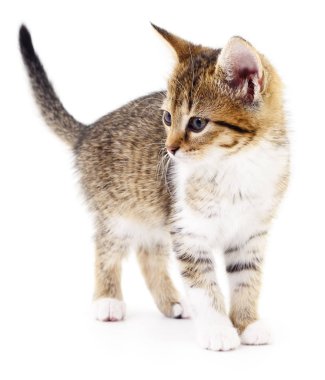 Beyaz zemin üzerinde kedi yavrusu.