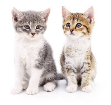 iki küçük yavru kedi 