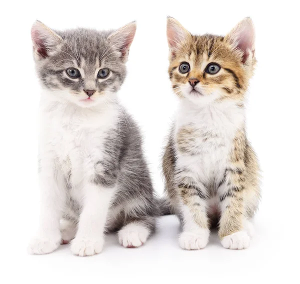 Due piccoli gattini — Foto Stock