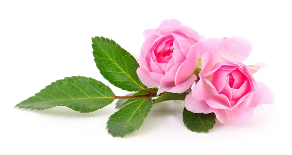 Smukke lyserøde roser. - Stock-foto