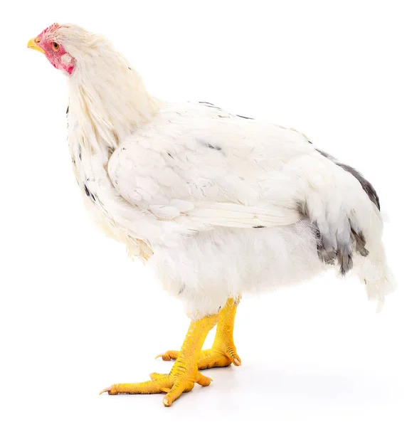 Poule blanche isolée . — Photo