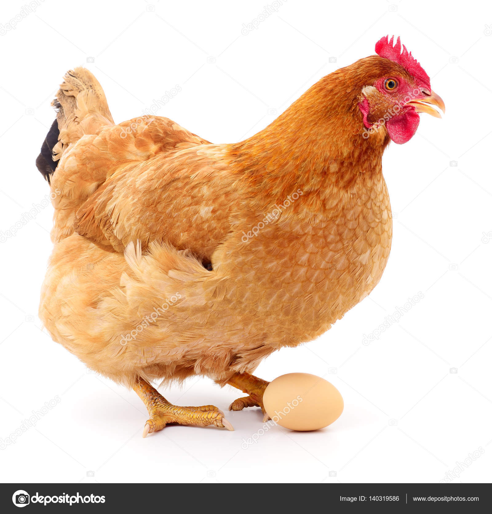 with hen egg egg. â Tsekhmister with #140319586 Brown © hen Stock Photo with hen egg egg. â Tsekhmister with #140319586 Brown © hen Stock Photo
