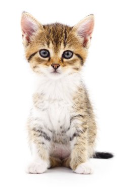 Beyaz zemin üzerinde kedi yavrusu.