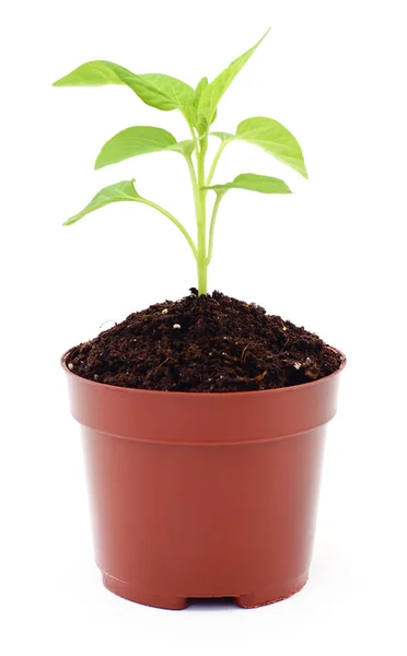 New plant in pot. — Stock Photo, Image