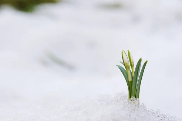 Snowdrop and Snow — Stock Photo, Image