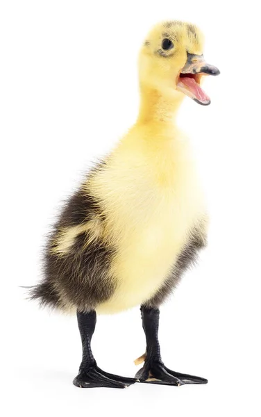 一个黄色的小鸭子 — 图库照片