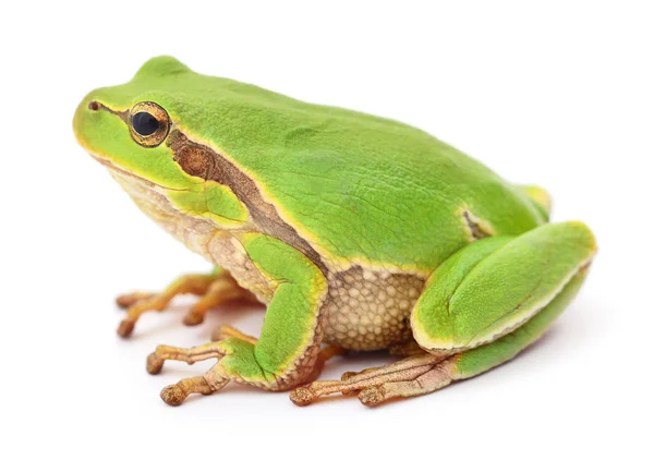 Small tree frog. — Stock Photo, Image