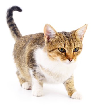 Beyaz zemin üzerinde kedi yavrusu.