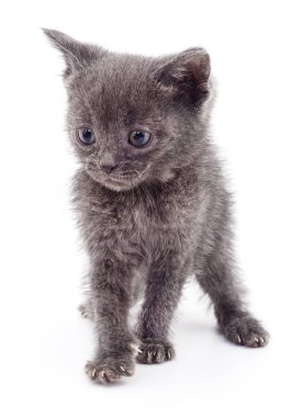 Beyaz zemin üzerinde kedi yavrusu.
