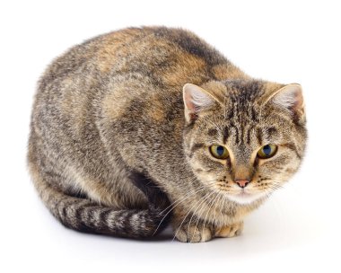 Beyaz zemin üzerinde kedi yavrusu.