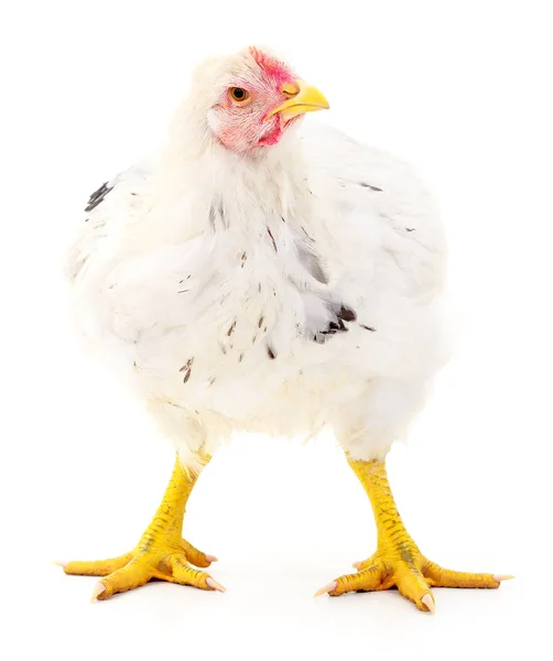 White hen isolated. — Stock Photo, Image