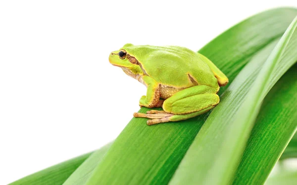 Žába sedící na listu — Stock fotografie