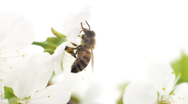 Honingbij en witte bloemen — Stockfoto