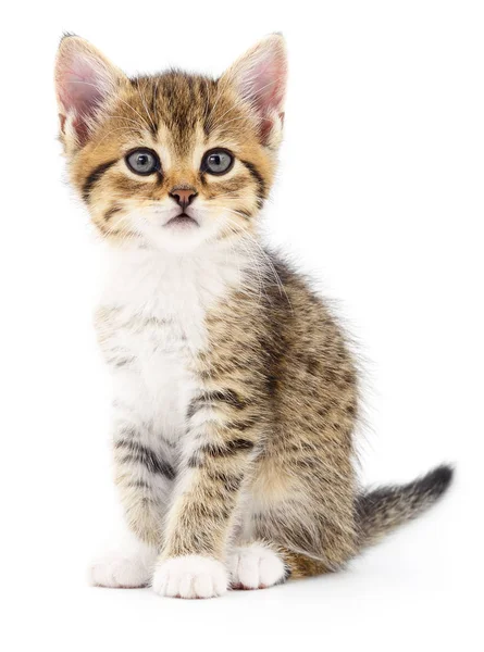 Kitten on white background. — Stock Photo, Image