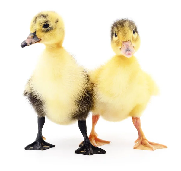 Dos patitos amarillos . — Foto de Stock