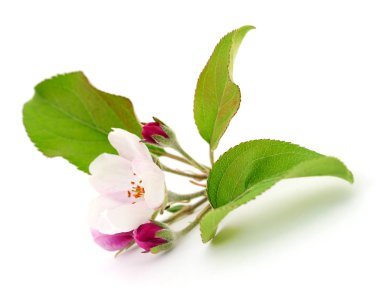 Apple çiçek yaprakları ile.