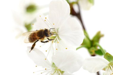 Bal arısı ve beyaz çiçekler