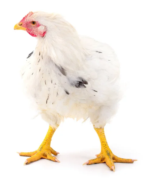 Witte kip geïsoleerd. — Stockfoto