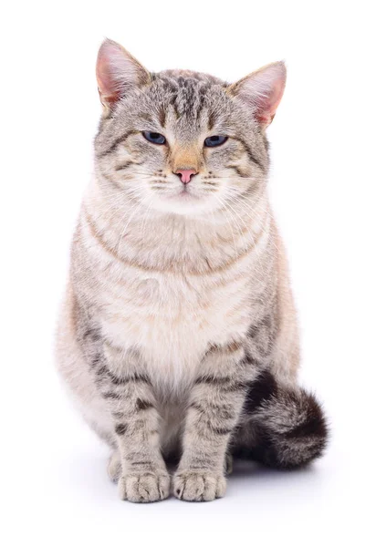 Gatinho no fundo branco. — Fotografia de Stock