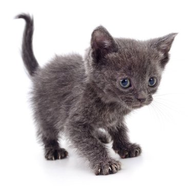 Beyaz zemin üzerinde kedi yavrusu.