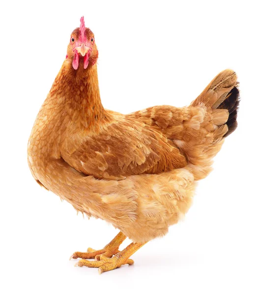 Brown hen isolated. — Stock Photo, Image