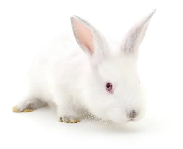 Белый кролик . — стоковое фото