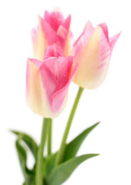 Три розовых тюльпана . — стоковое фото