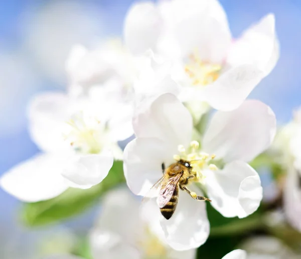 Ape da miele e fiori bianchi — Foto Stock