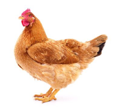 izole kahverengi tavuk.