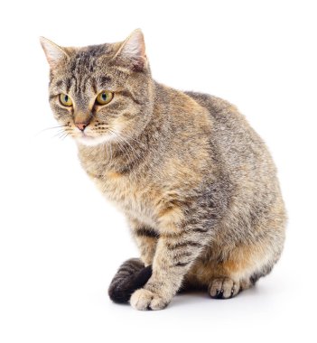 Beyaz zemin üzerinde kedi yavrusu.