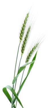 Buğday grup beyaz.