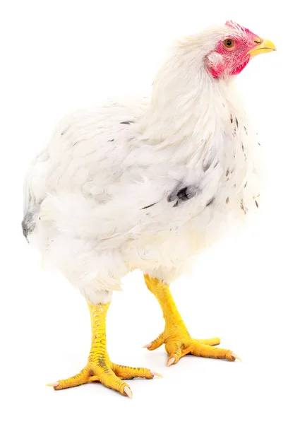 Gallina bianca isolata . — Foto Stock