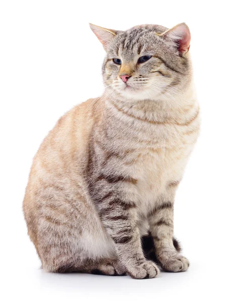 Kattunge på vit bakgrund. — Stockfoto