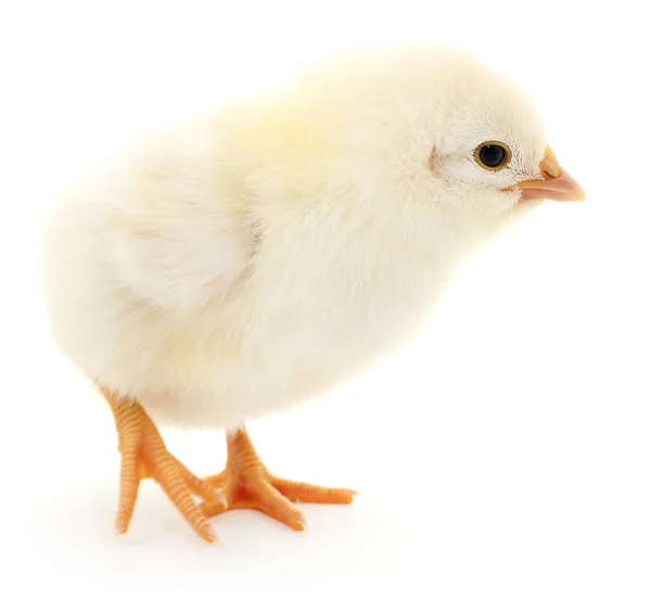 Small yellow chicken — Stock Photo, Image