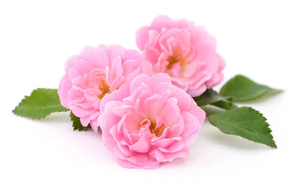 Vackra rosa rosor. — Stockfoto