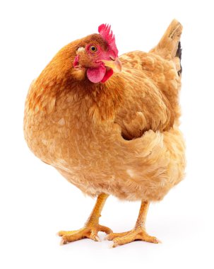 izole kahverengi tavuk.