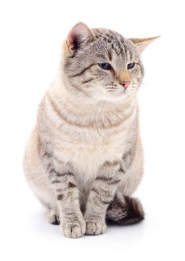 Beyaz arka plandaki kedi