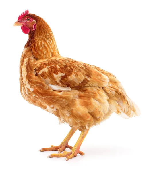 Gallina bruna isolata . — Foto Stock