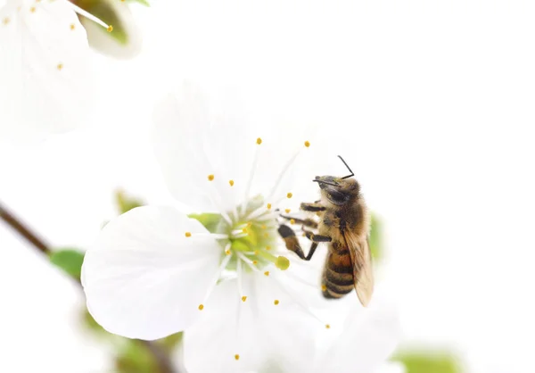 Honingbij en witte bloemen — Stockfoto