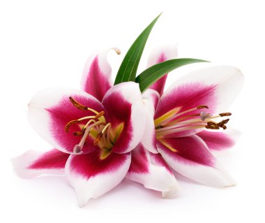 iki kırmızı lilyum.