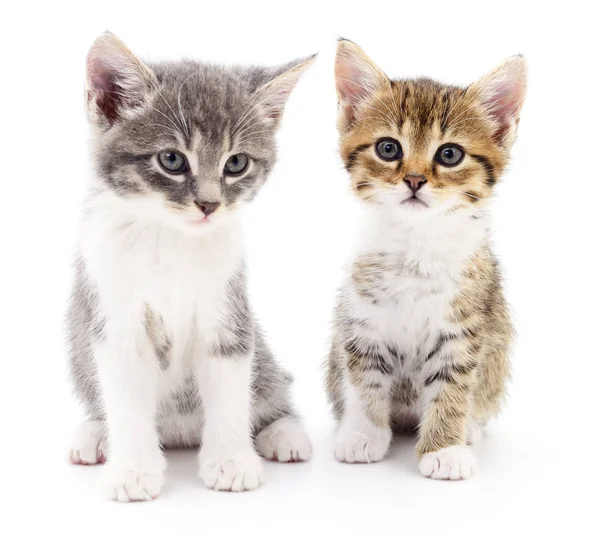 Two small kittens — Stock Photo, Image