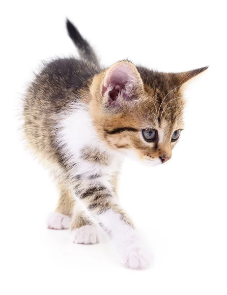 Kitten op witte achtergrond. — Stockfoto